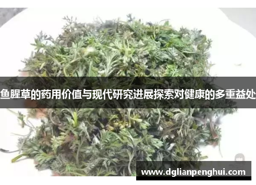 鱼腥草的药用价值与现代研究进展探索对健康的多重益处
