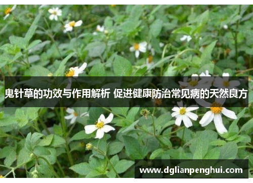 鬼针草的功效与作用解析 促进健康防治常见病的天然良方